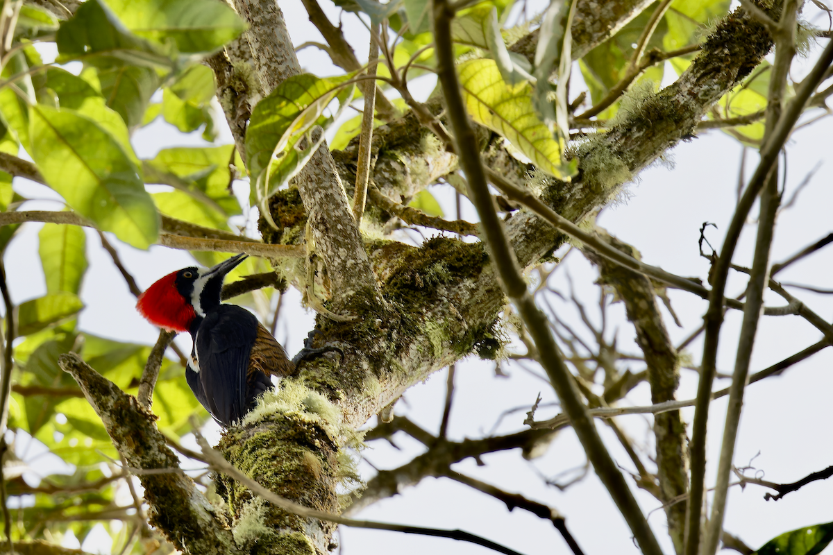 Powerful Woodpecker - ML644325167