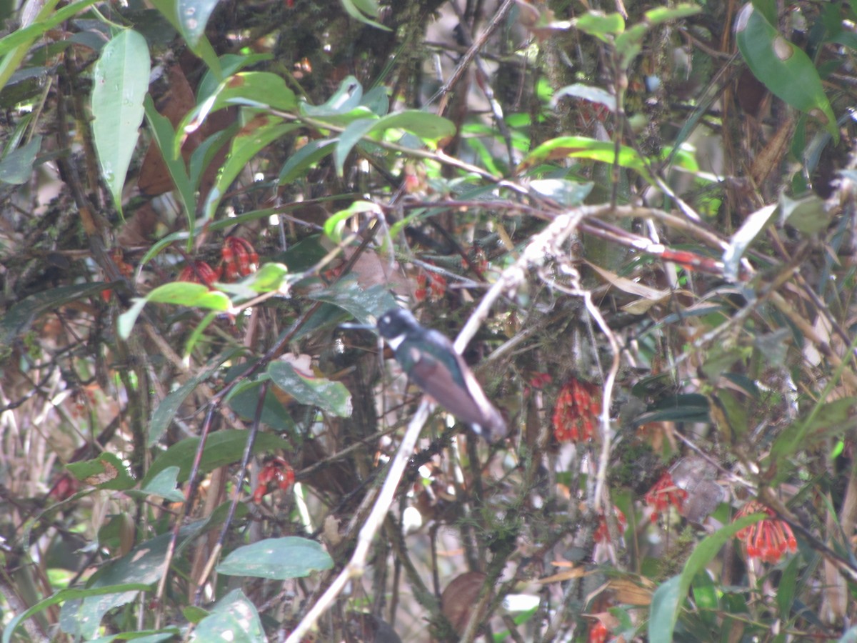 Collared Inca - ML644325182