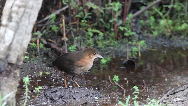 Rufous-sided Crake - ML644325183