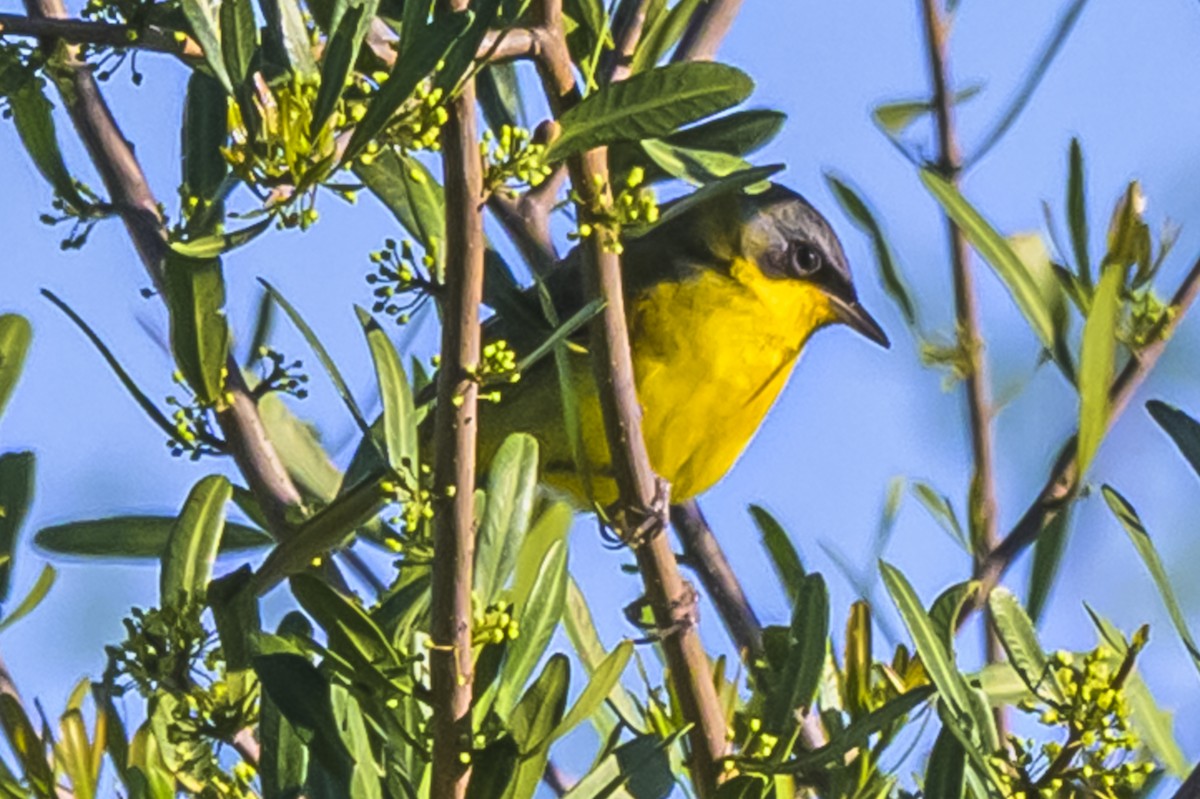 Southern Yellowthroat - ML644325184