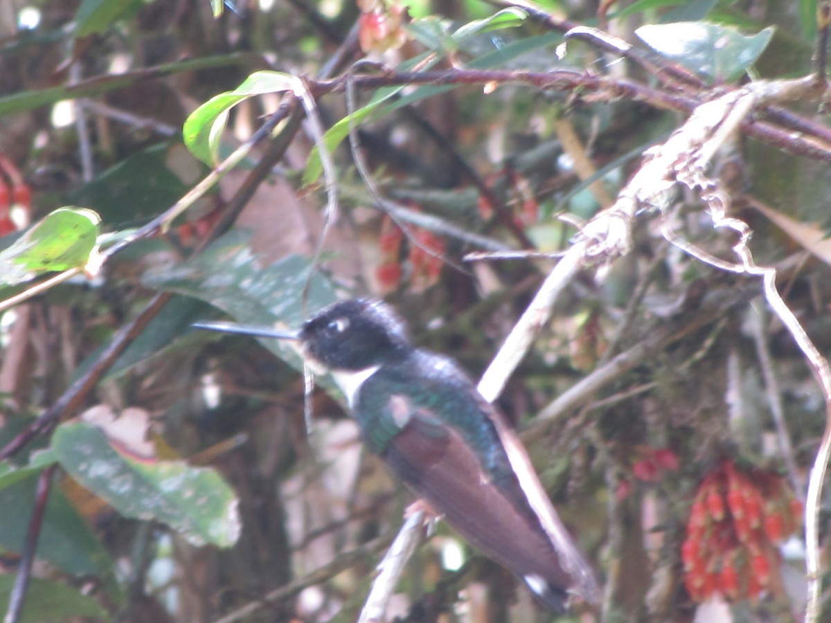 Collared Inca - ML644325185