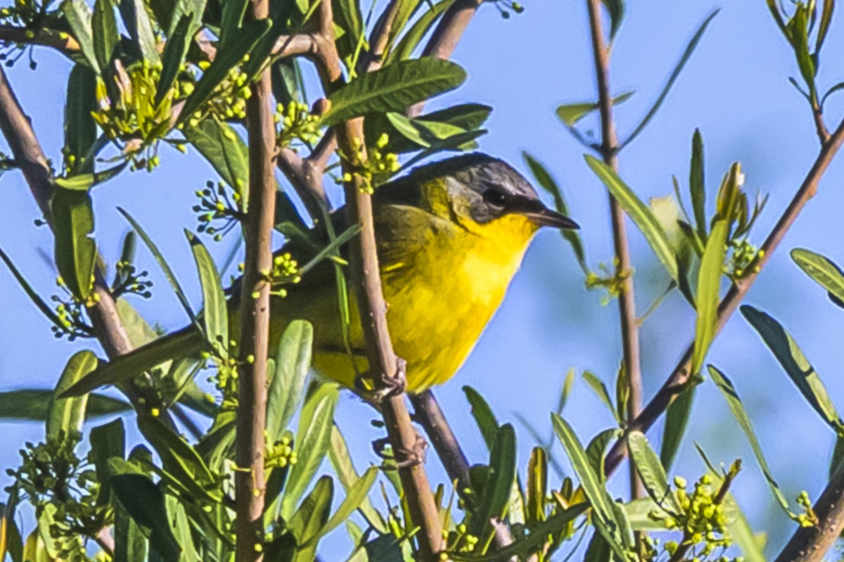 Southern Yellowthroat - ML644325186