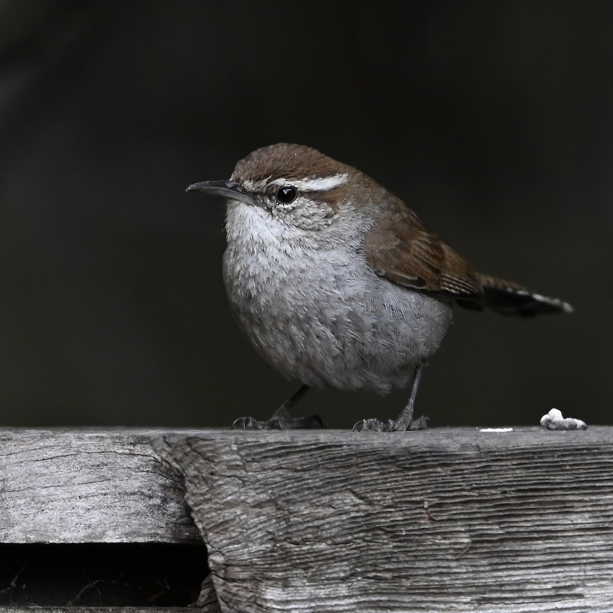 Troglodyte de Bewick - ML644325187
