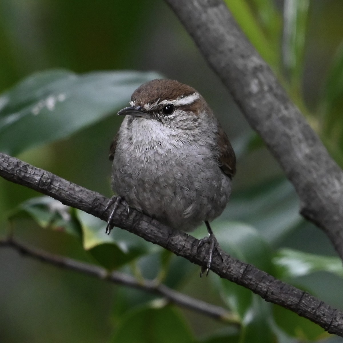 Troglodyte de Bewick - ML644325188