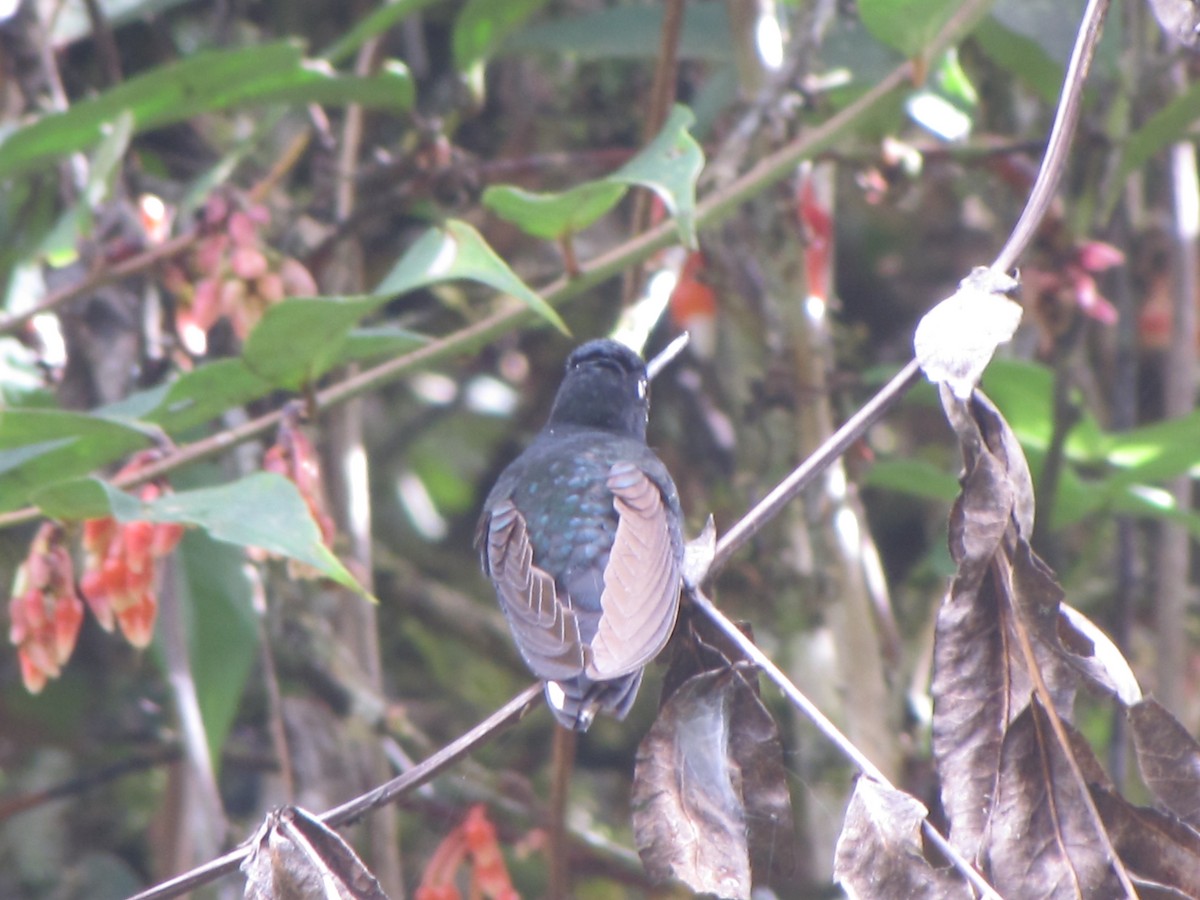 Collared Inca - ML644325195