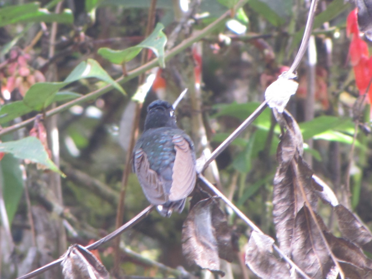 Collared Inca - ML644325197