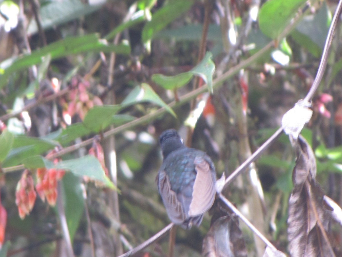 Collared Inca - ML644325199