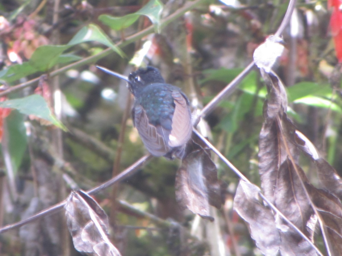 Collared Inca - ML644325201