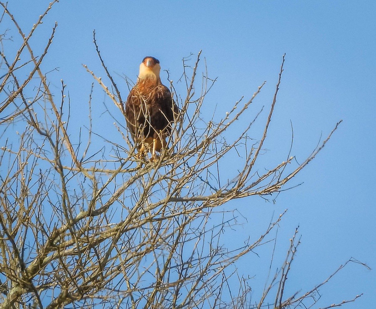 Равнинная каракара - ML644325202