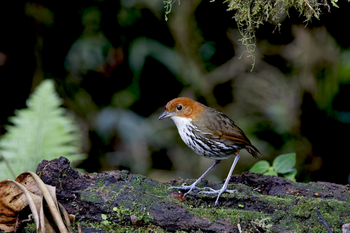 クリガシラジアリドリ - ML644325205