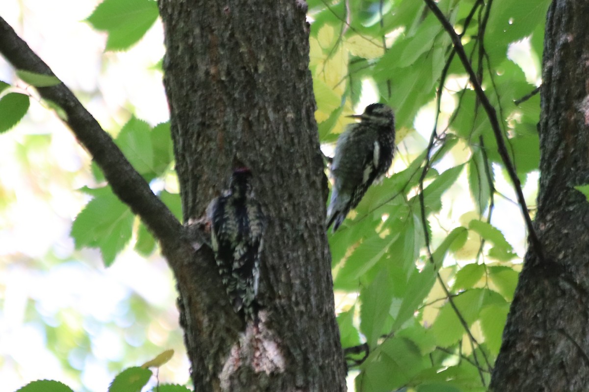 Yellow-bellied Sapsucker - ML644325206