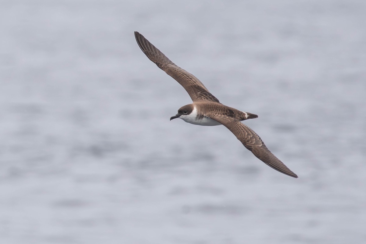 Буревісник великий - ML644325208