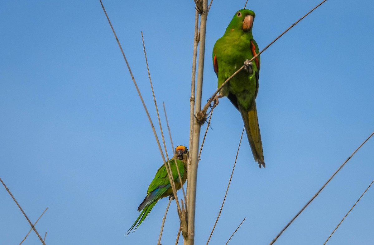 Peach-fronted Parakeet - ML644325220