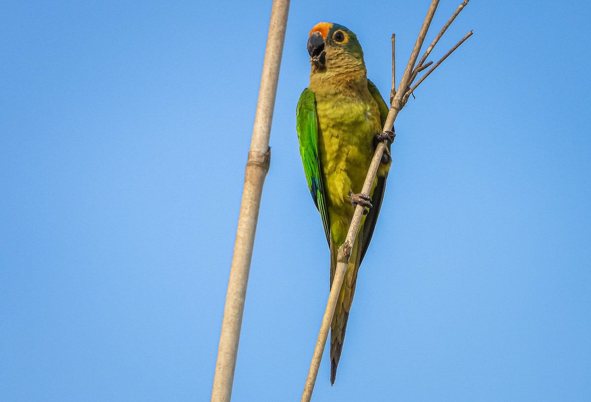 Peach-fronted Parakeet - ML644325221