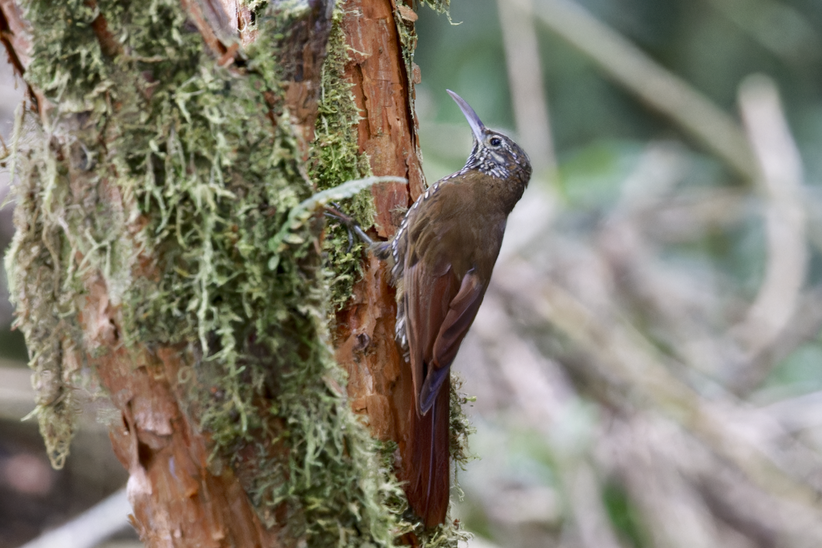 Дереволаз гірський - ML644325223