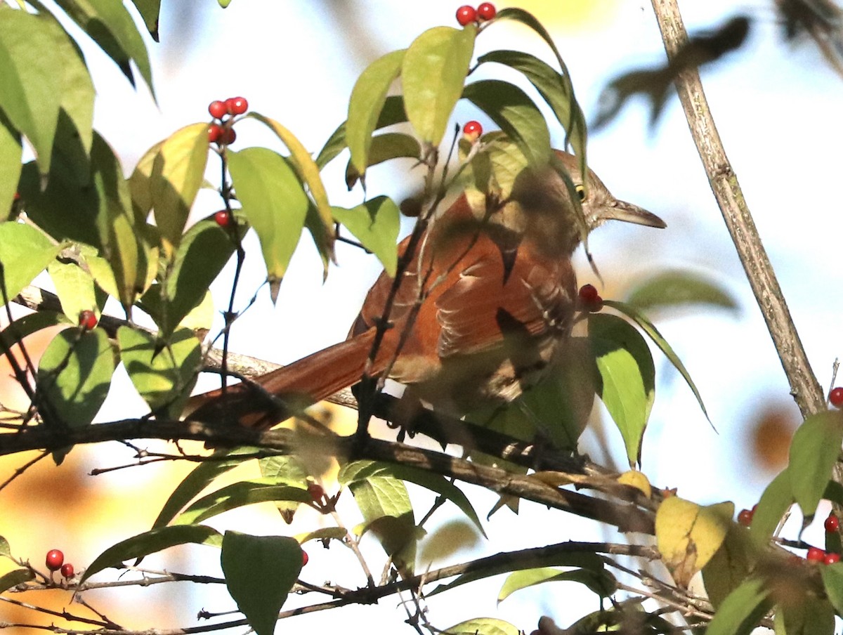 brunspottefugl - ML644325224