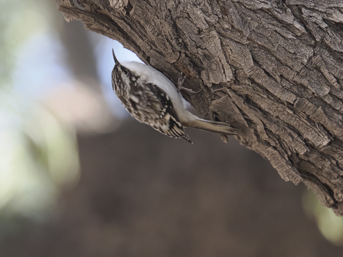 Brown Creeper - ML644325230