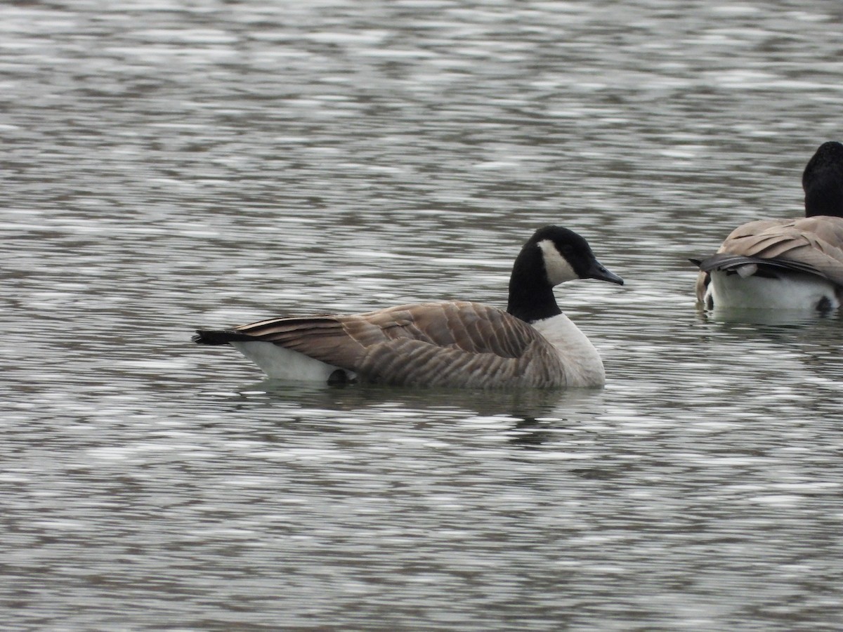 Canada Goose - ML644325231