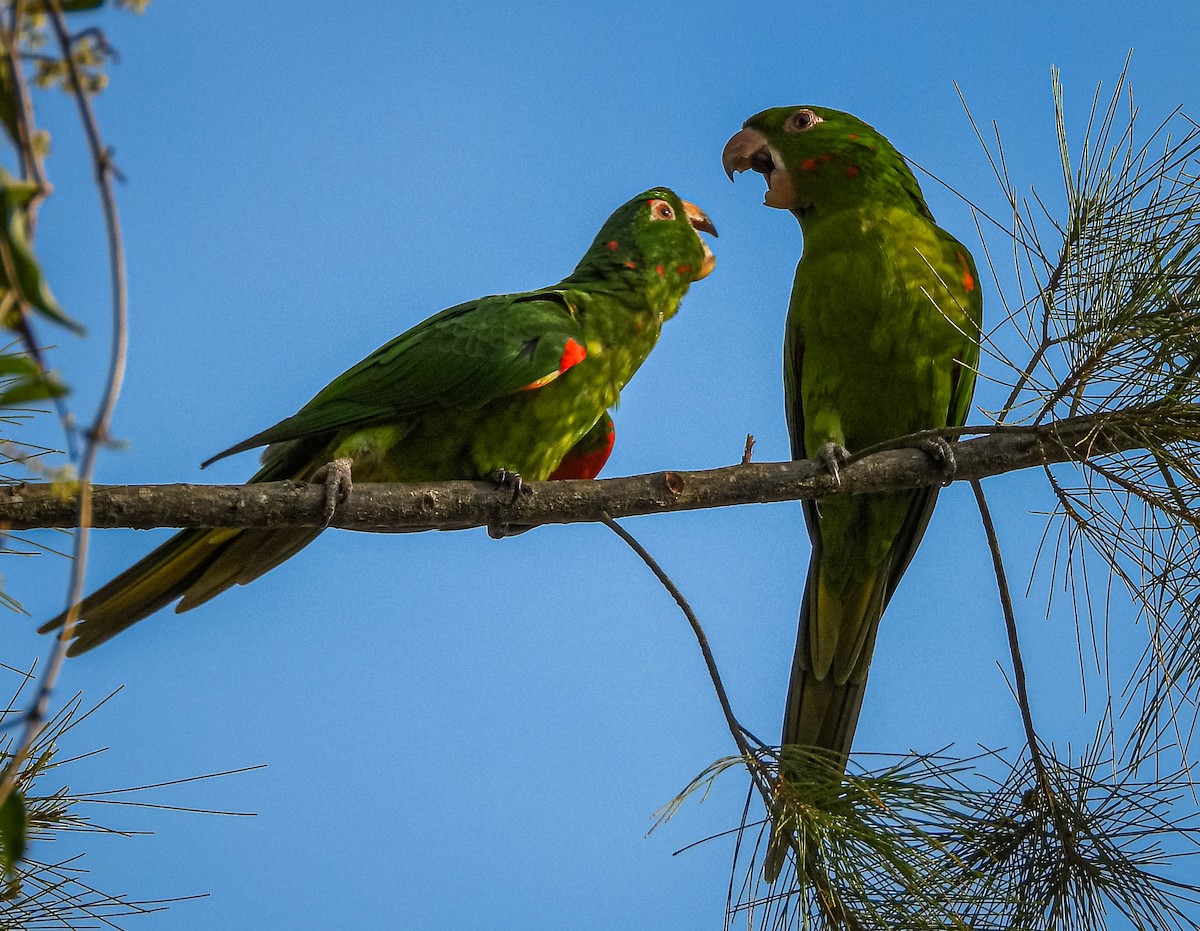Conure pavouane - ML644325242