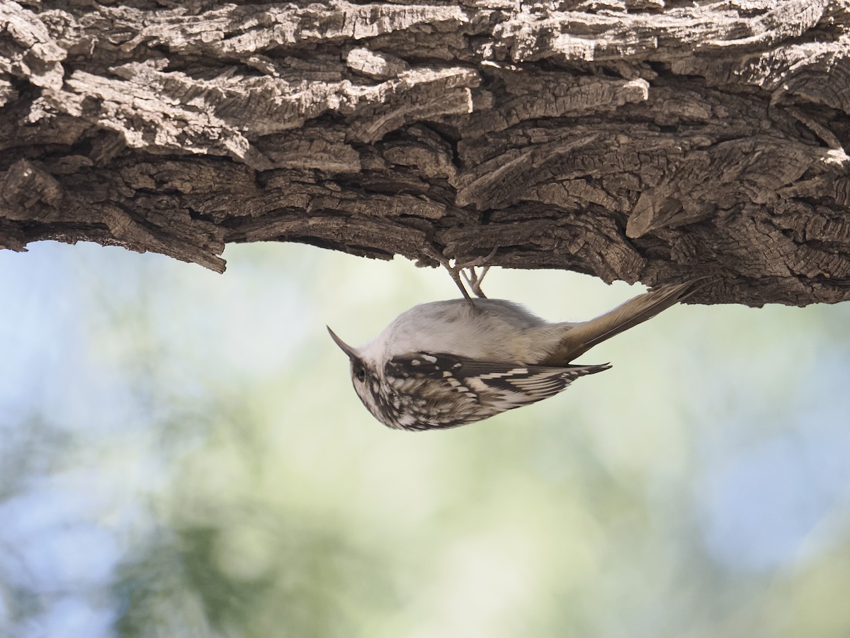 Brown Creeper - ML644325248