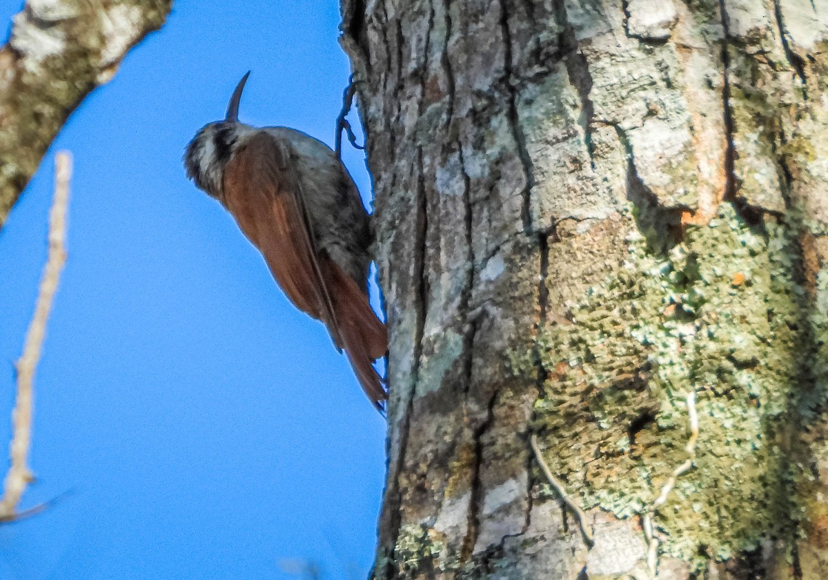 Grimpar à bec étroit - ML644325256