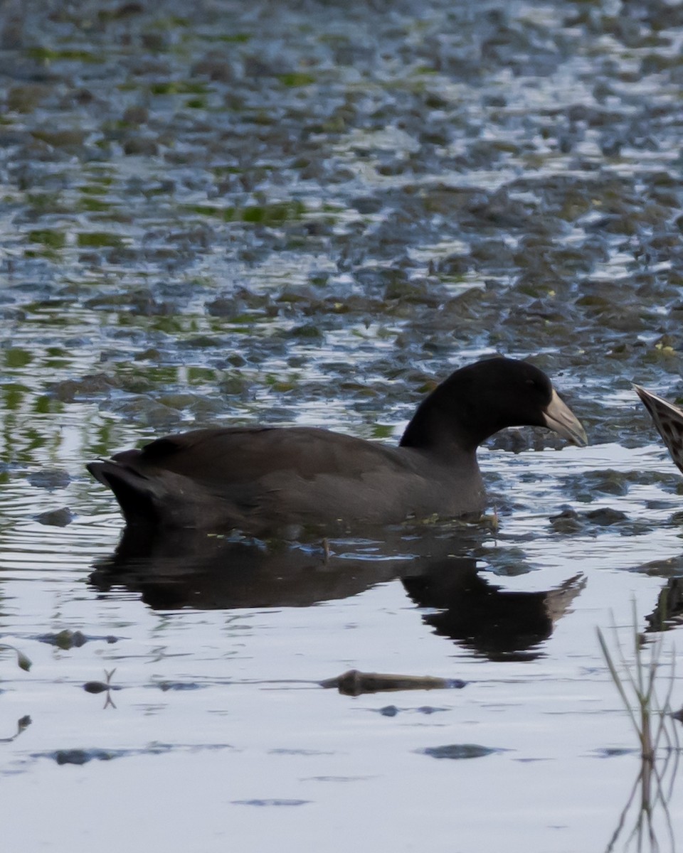 Foulque d'Amérique - ML644325258