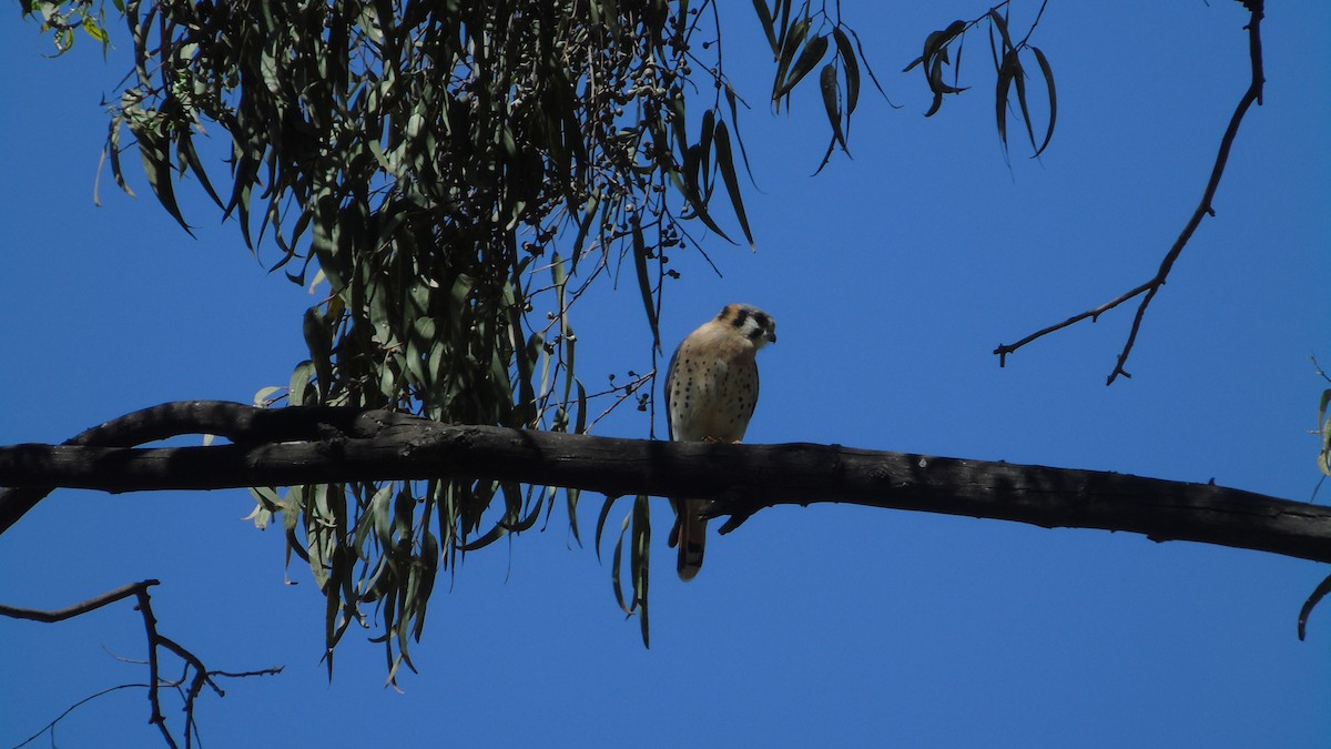 Faucon pèlerin - ML644325260