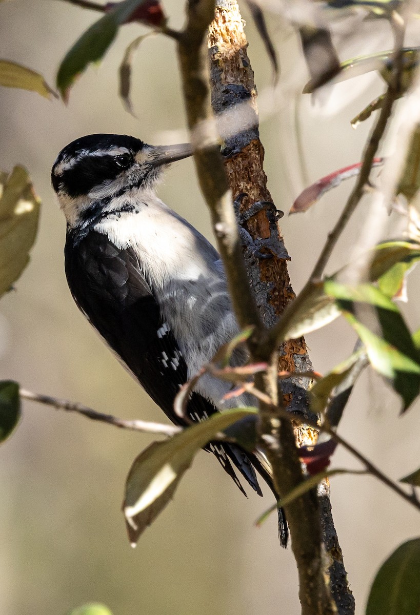 Pic chevelu - ML644325261