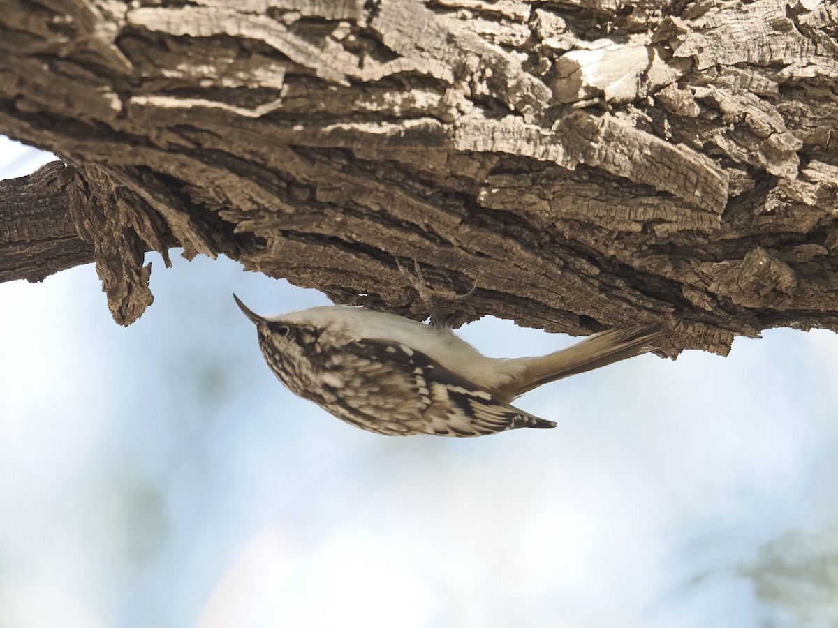 Brown Creeper - ML644325262