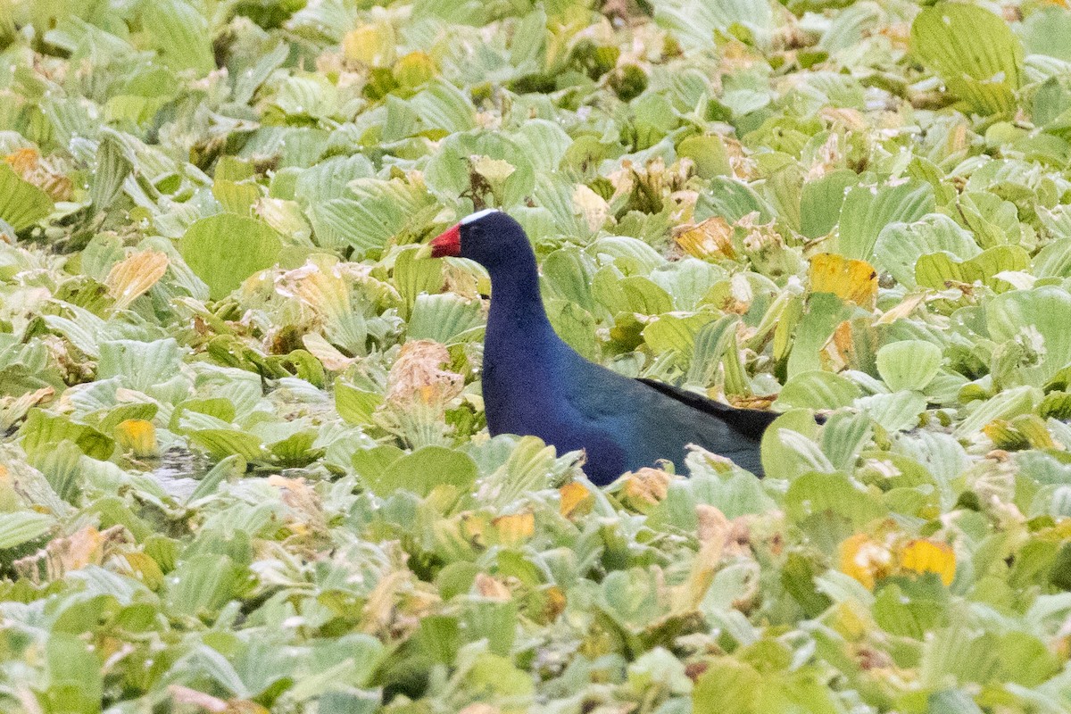 Talève violacée - ML644325263