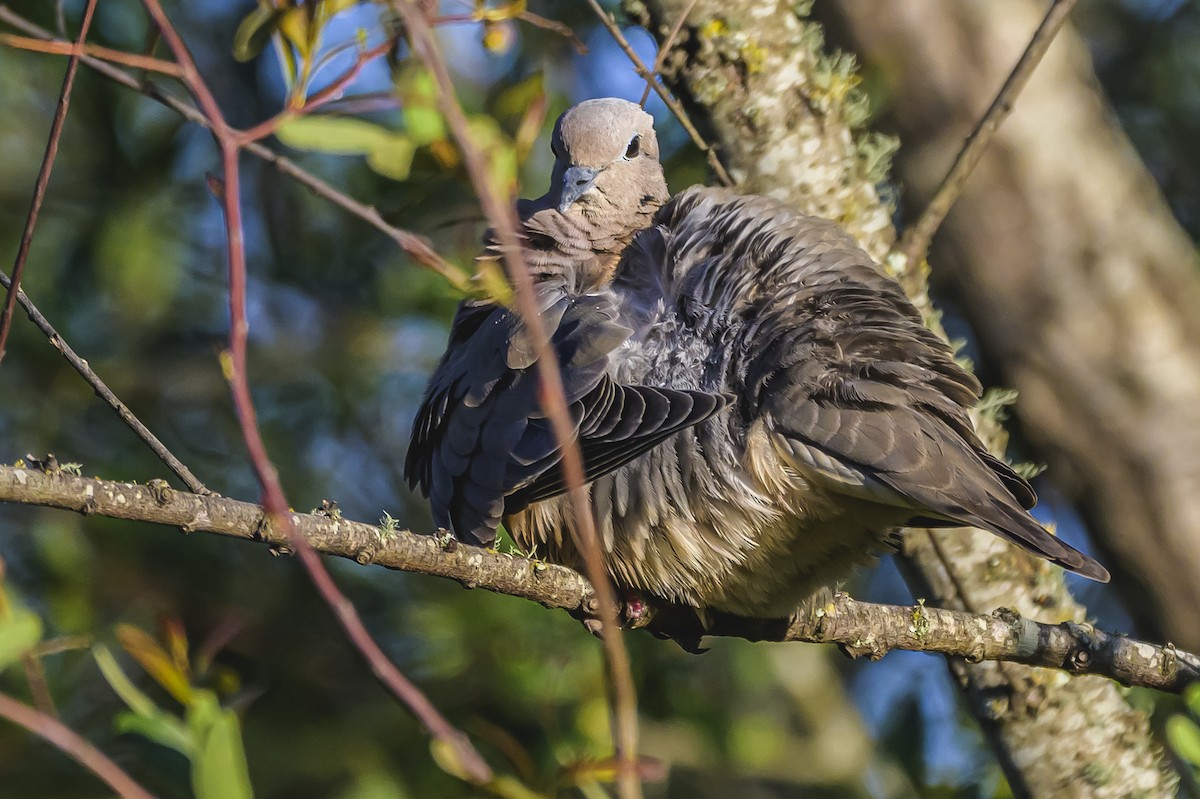 Tourterelle oreillarde - ML644325264