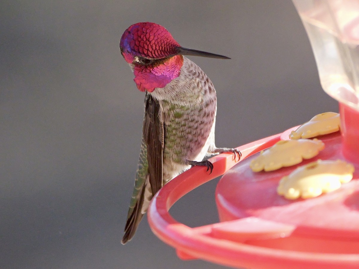 Colibri d'Anna - ML644325266