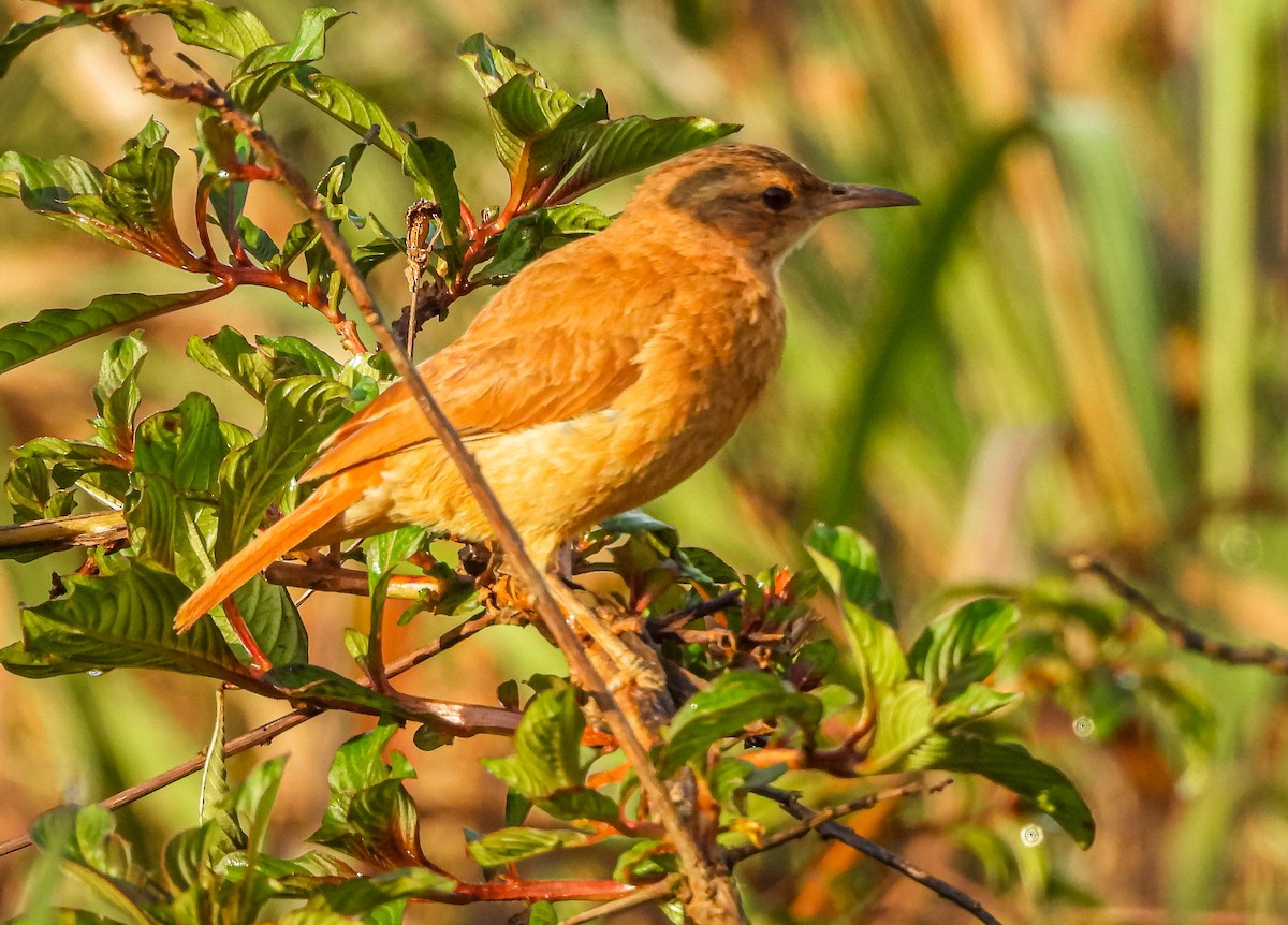 Fournier roux - ML644325267