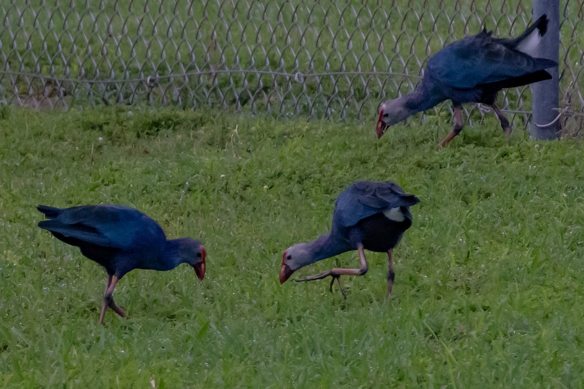 Talève à tête grise - ML644325268