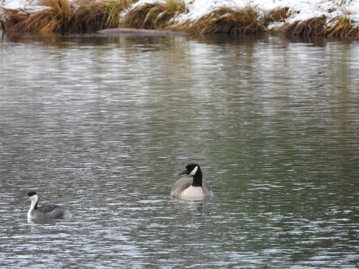 Bernache du Canada - ML644325269