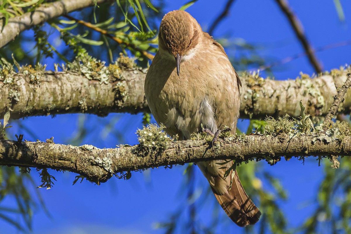 Fournier roux - ML644325270