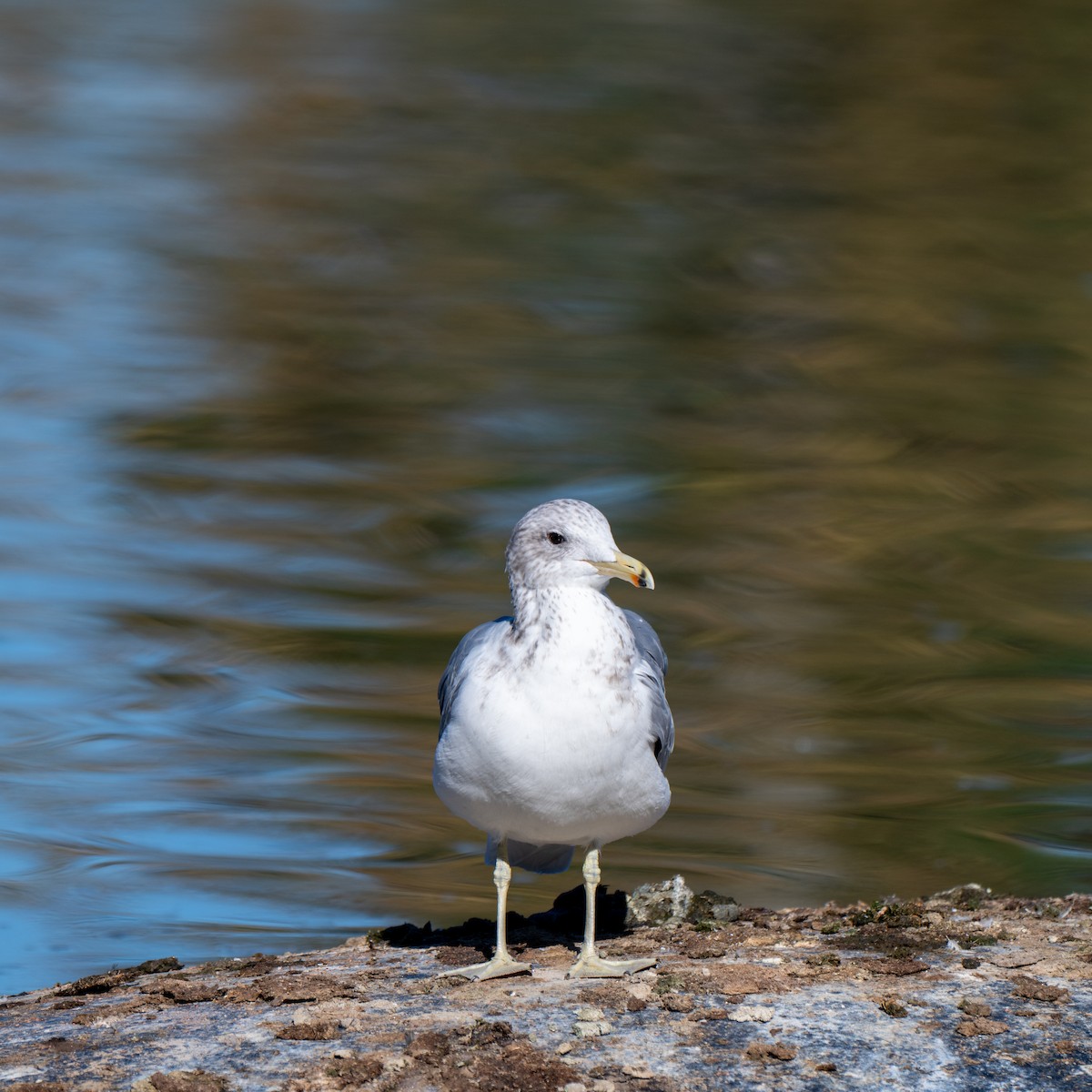Goéland d'Audubon - ML644325271
