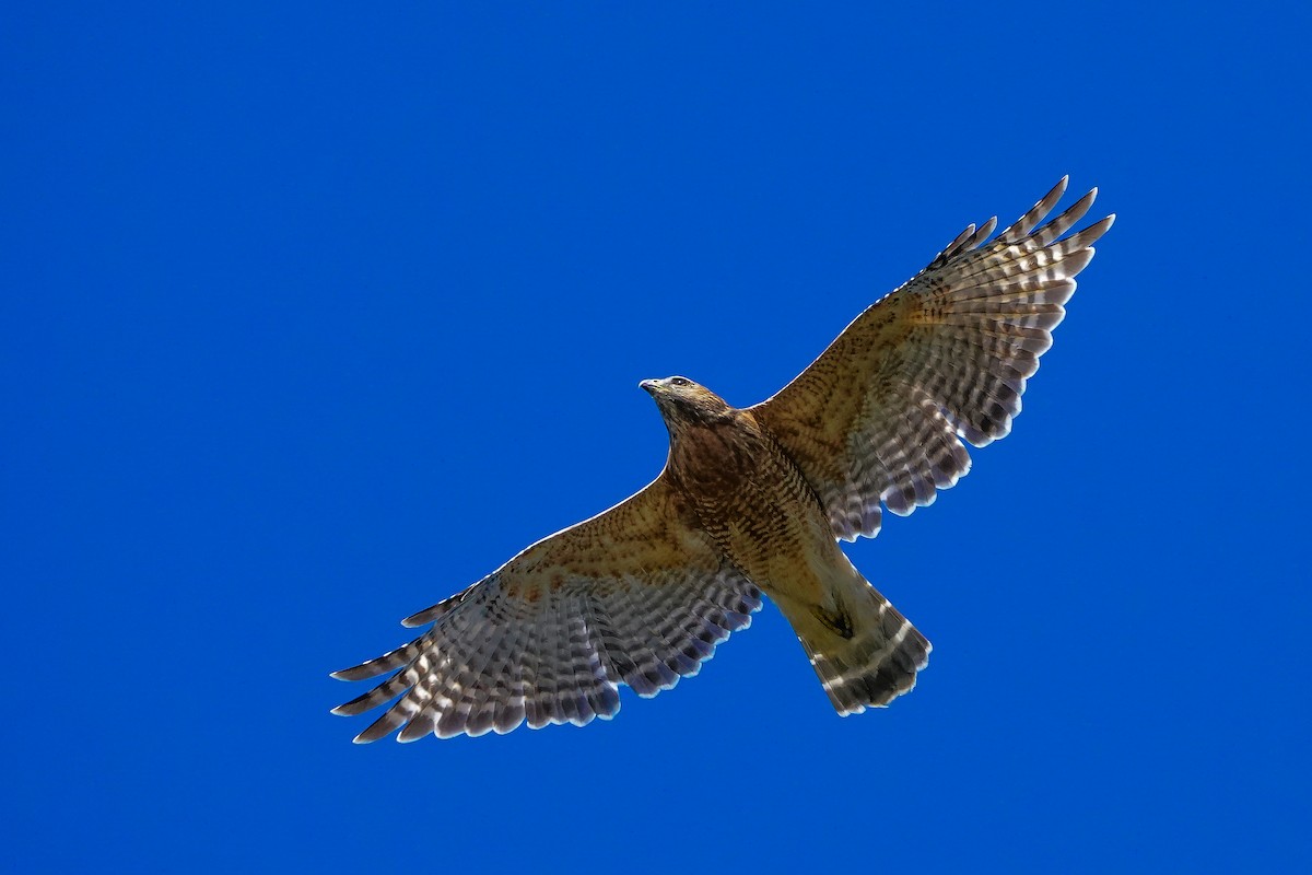 Buse à épaulettes - ML644325272