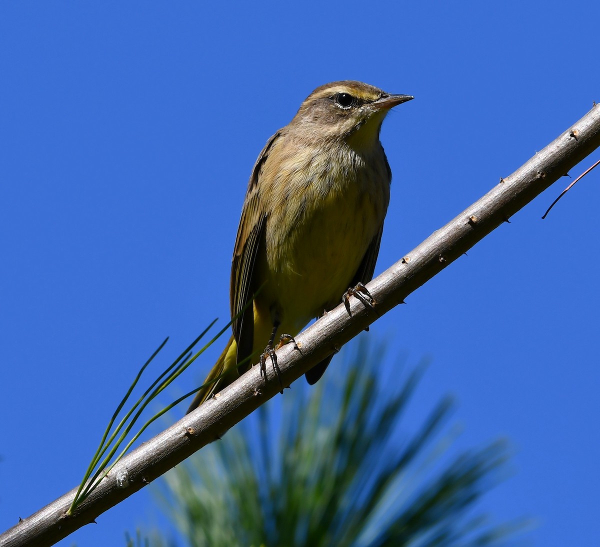 Paruline à couronne rousse - ML644325274