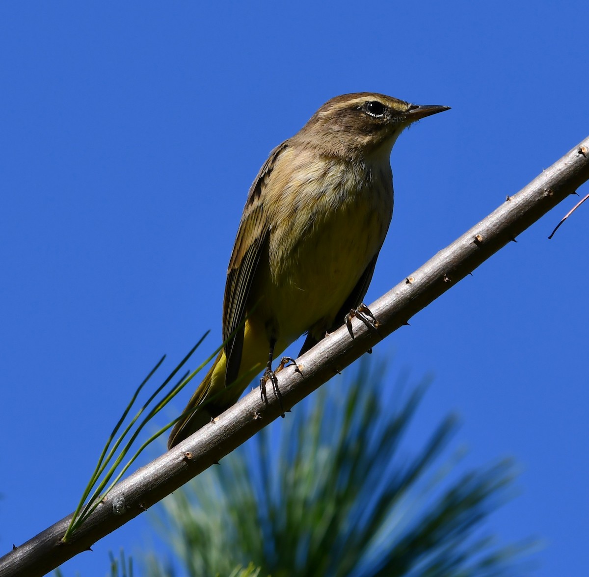 Paruline à couronne rousse - ML644325276
