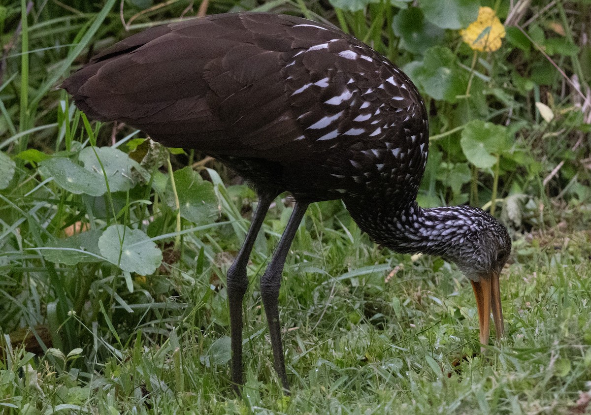 Courlan brun - ML644325279