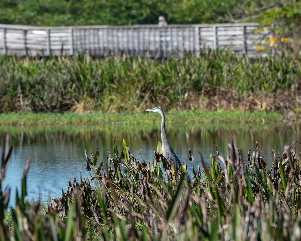 Grand Héron - ML644325280