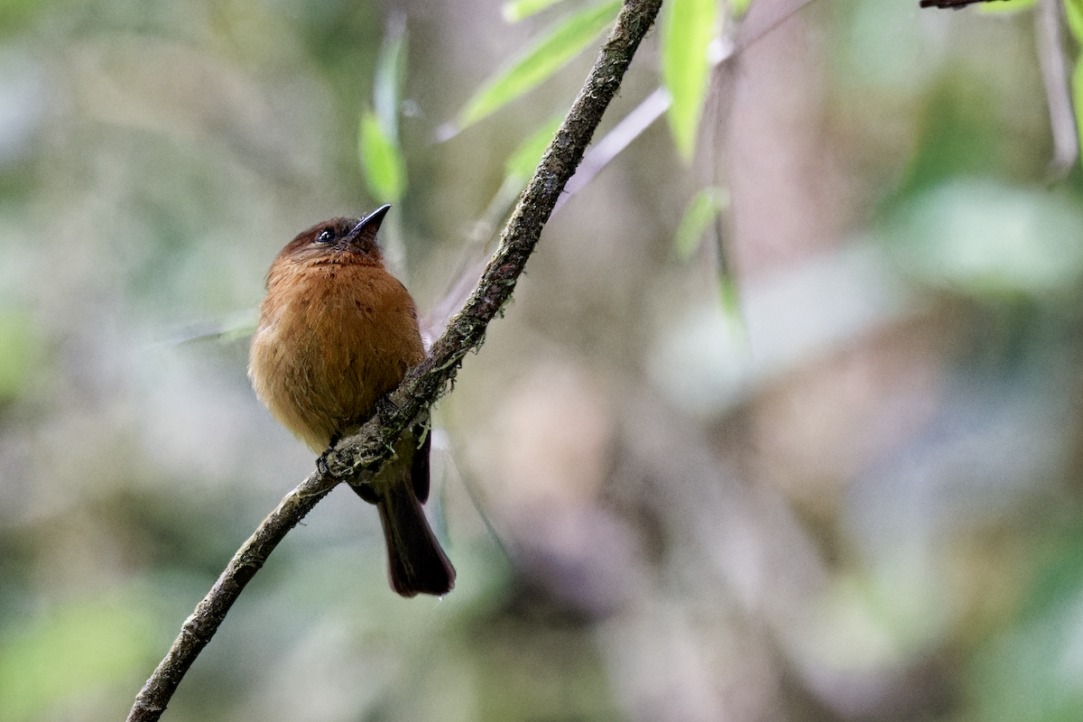Moucherolle cannelle - ML644325282