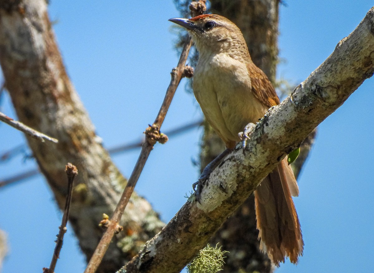 Synallaxe à front roux - ML644325284