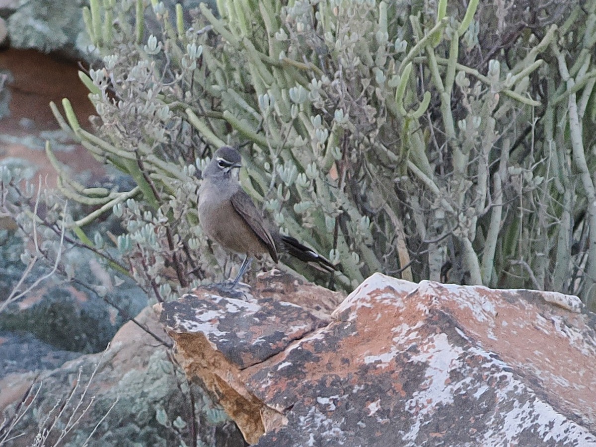 Agrobate coryphée - ML644325285