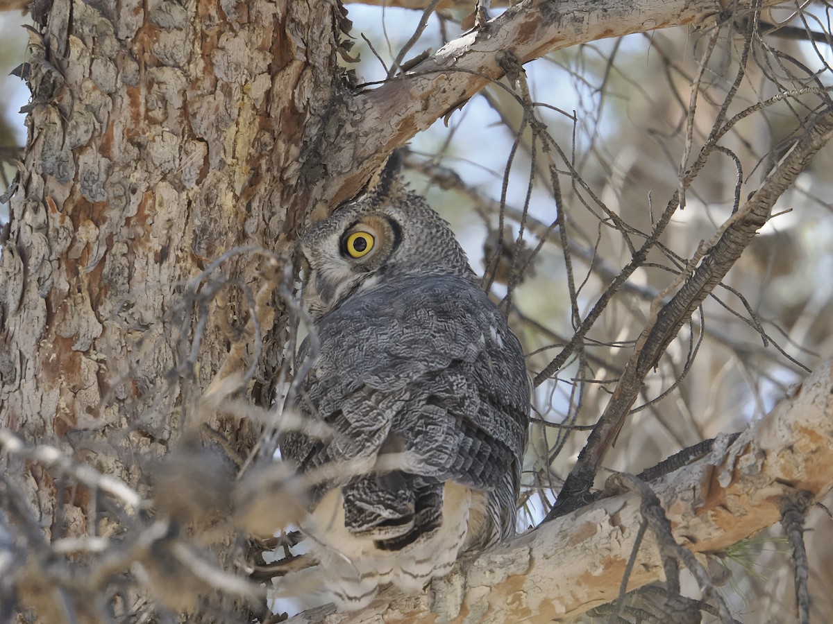 Grand-duc d'Amérique - ML644325286