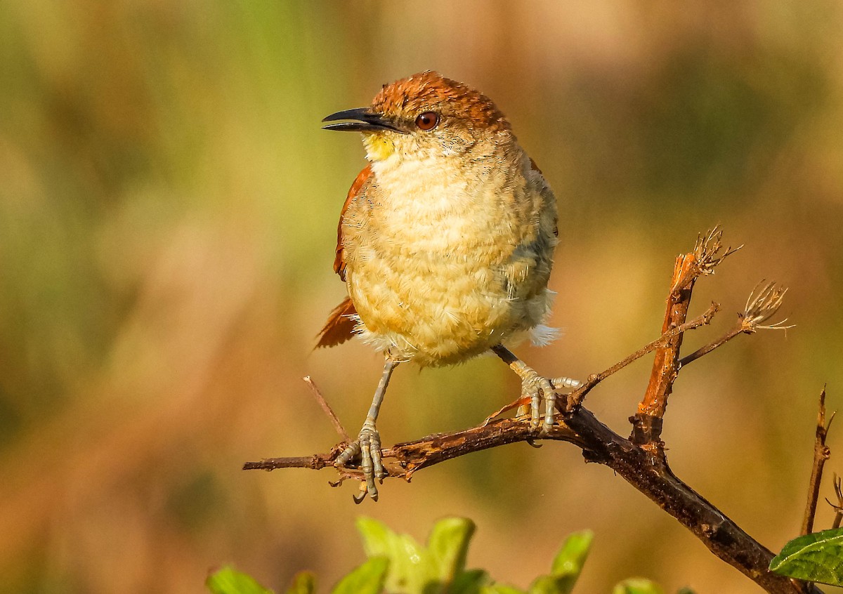 Synallaxe à gorge jaune - ML644325287