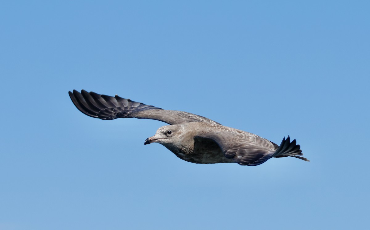 Goéland hudsonien - ML644325288