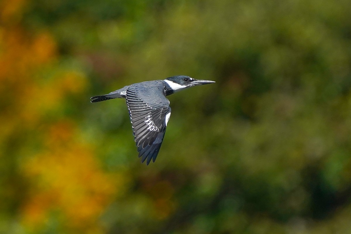Martin-pêcheur d'Amérique - ML644325289