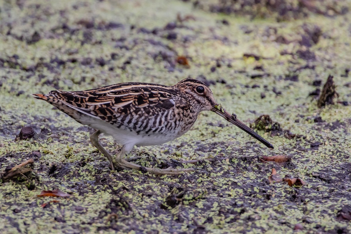 Bécassine de Wilson - ML644325290